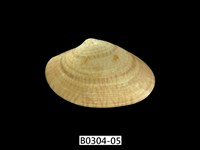 藏品(波紋橫簾蛤)的圖片